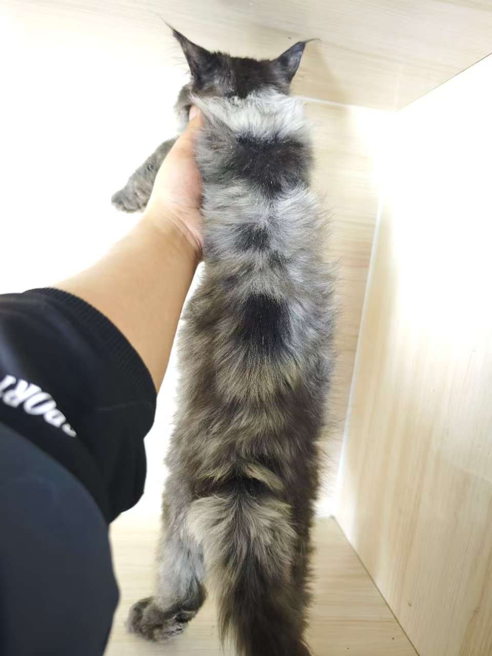 烟灰弟弟,3个月20天,三针苗全